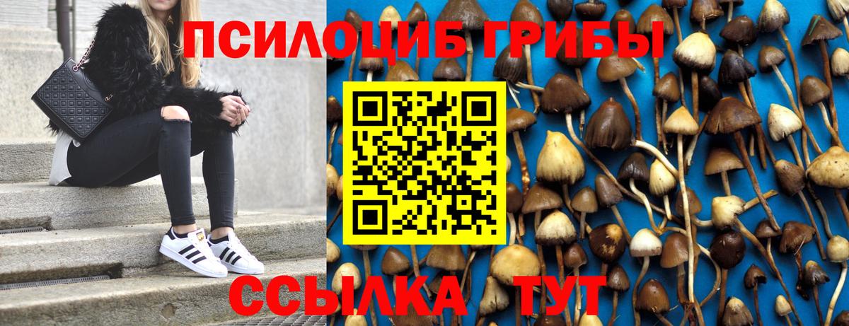 Псилоцибиновые грибы Psilocybe Дмитров